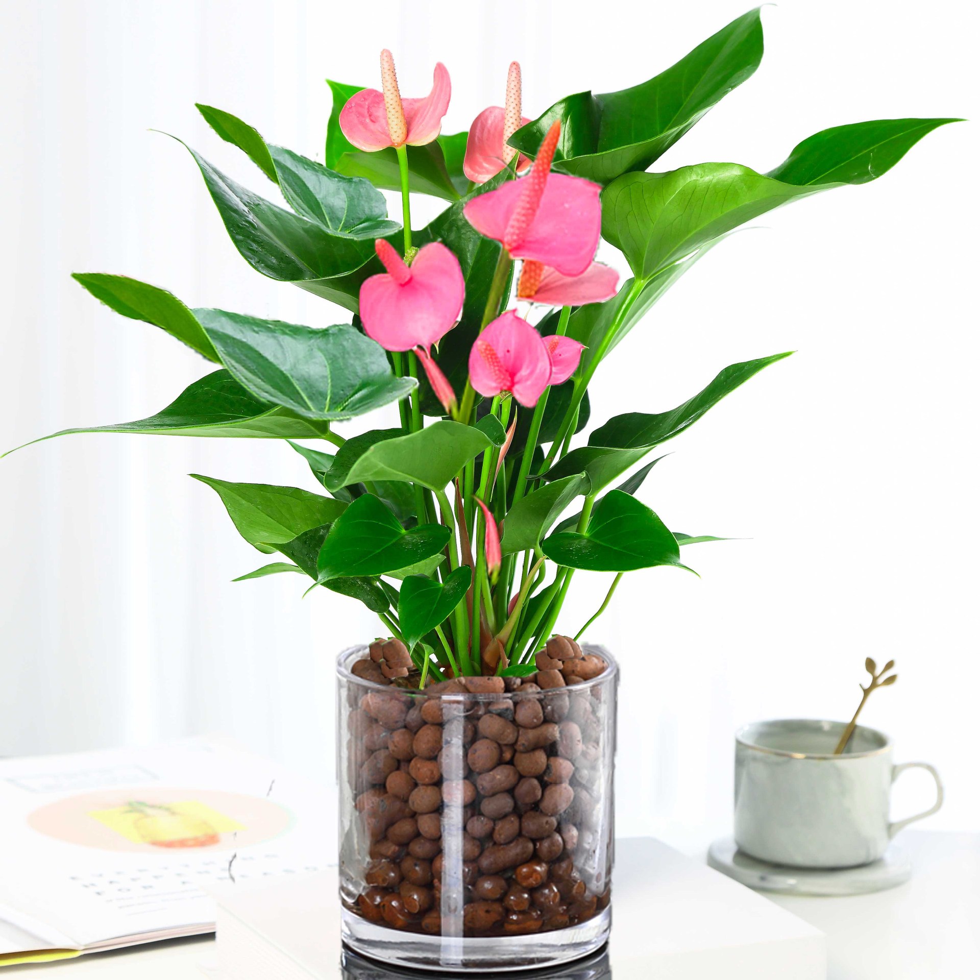 粉掌白掌盆栽植物室内花卉好养水培一帆风顺红掌水养四季常青绿植