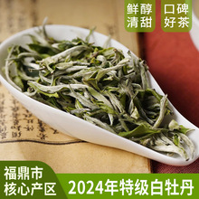 2024年新茶福鼎白茶头采特级白牡丹散茶太姥山脉核心产区茶叶批发