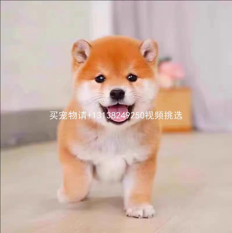 纯种柴犬幼犬日本柴犬幼崽小型犬柴犬赤色豆柴黑柴幼犬活体宠物狗