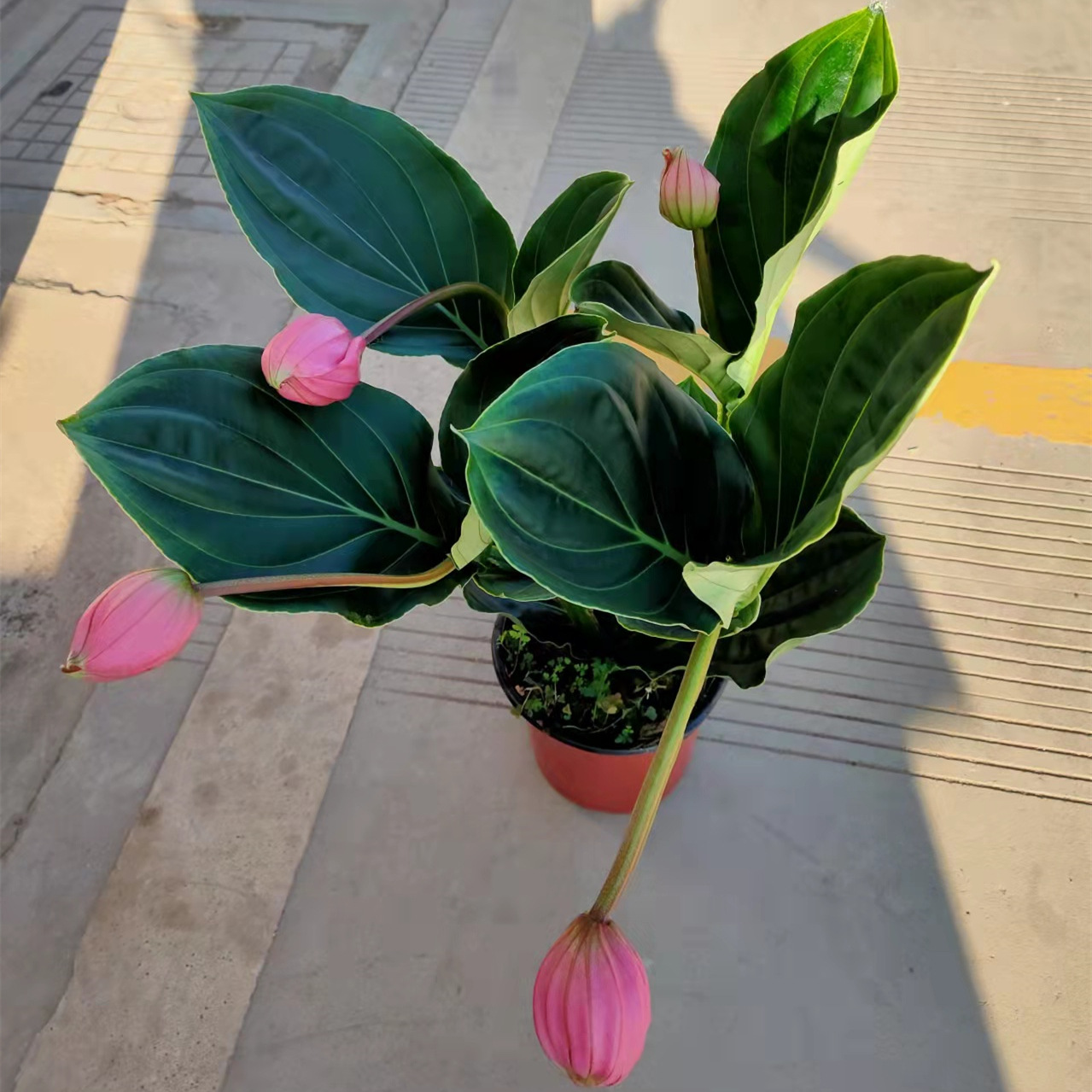 170#4支花宝莲灯花卉盆栽高端网红花四季开花室内办公室阳台盆栽