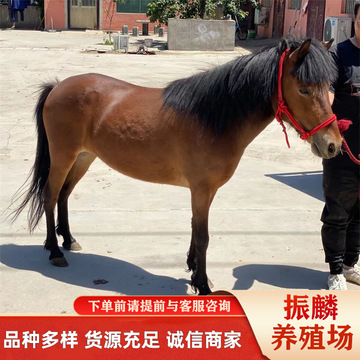 温顺矮马活体养殖儿童可骑乘矮马设特兰矮马景区观赏拍照国产矮马