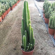 仙人掌盆栽万重山多肉植物室内美观小盆栽耐旱易养活绿植仙人山