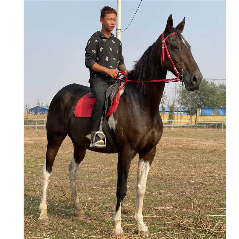 广东俱乐部教学马哪里有出售 温血马多少钱一匹 大型养马基地