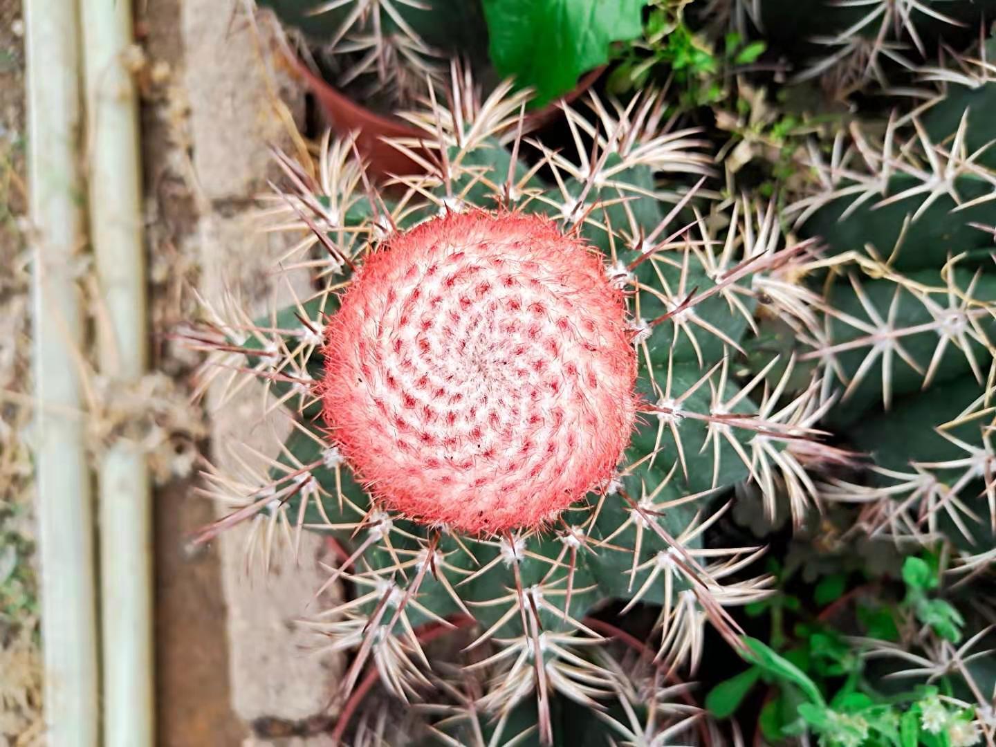 实生层云仙人球8粒一件开花仙人球云座球属强刺属植物盆栽