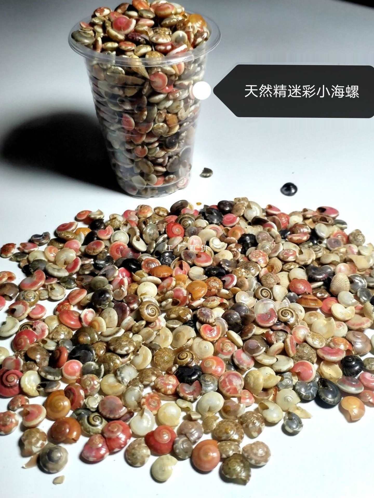 批发1500只天然小海螺 蜗牛贝壳彩虹螺手工diy材料海洋漂流瓶滴胶