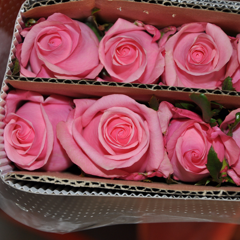 二号花房海盛玫瑰中低规格情人节礼物昆明鲜切花顺丰包邮