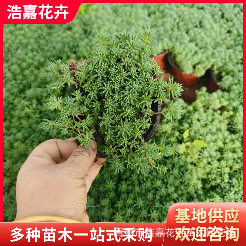 中华景天盆栽小苗绿化草坪植物四季常青常绿佛甲草苗中华景天方盘