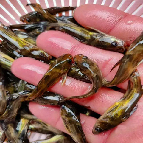 优质杂交黄骨鱼苗黄辣丁黄颡黄丫头昂刺淡水鱼塘批发养殖食用鲜活