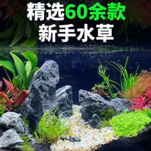 鱼缸水培植物阴性水草套餐莫斯活体淡水真草造景增氧浮萍水榕沉木