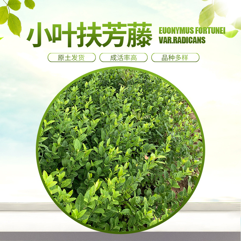 小叶扶芳藤四季常青绿植庭院阳台小区绿化攀爬藤蔓植物小叶扶芳藤