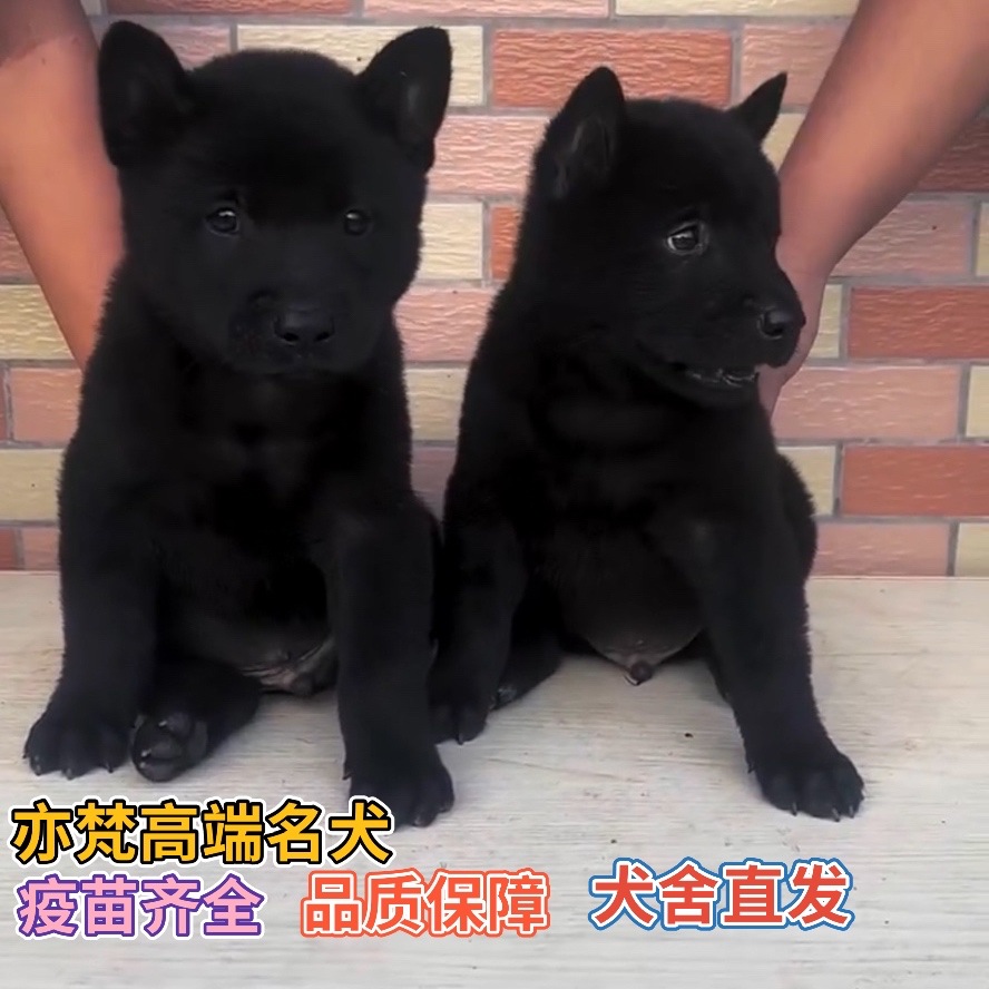 中华田园五黑犬幼犬正宗五黑犬活体广西土猎犬精品五黑犬看家护院