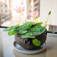 水培植物四季碗莲花卉室内阳台荷花种藕花草水养睡莲水生植物盆栽