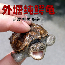 纯佛爆刺佛鳄小鳄龟苗便宜活物大乌龟食用鳄鱼龟幼苗活草龟巴西
