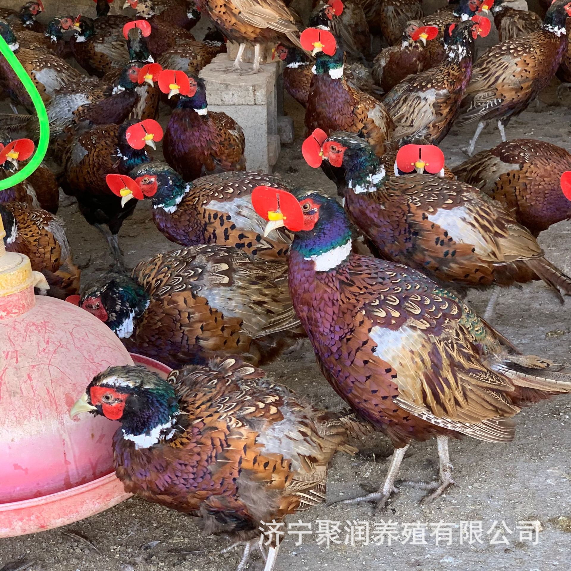 大量供应农家散养七彩山鸡苗幼苗活体 脱温山鸡 山鸡幼苗批发价格