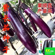 紫长茄种籽春秋季阳台盆栽蔬菜种孑四季紫茄子种子农家紫茄种子