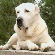 中亚牧羊犬纯种双血统大骨架幼犬巨型超大护卫犬看家护院猛犬宠物