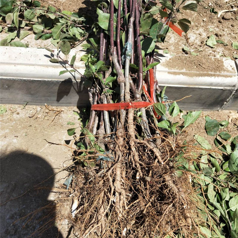 嫁接明月苹果苗量大从优 保湿邮寄明月苹果苗价格 苹果苗现挖现卖