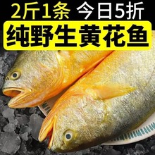 整箱东海大黄花鱼新鲜大黄鱼鲜活冷冻黄生鲜海鲜类批发水产大海鱼