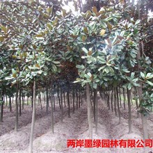 广玉兰树苗道路公园小区行道植物 承接各种绿化苗木工程基地批发