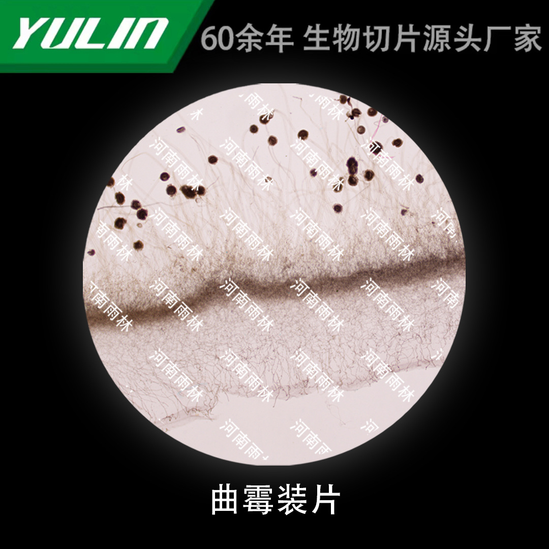 曲霉装片生物显微镜标本动物植物细胞载玻片观察实验高校-阿里巴巴