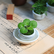 苔藓微景观室内蕨类植物超迷你小盆栽好养桌面趣味办公室绿植摆件