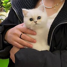 英短乳色幼猫曼基康矮脚短腿小猫咪纯种活体长毛拿破仑宠物猫橘猫