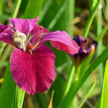 红花鸢尾 水生植物水生花卉污水净化 池塘绿化湿地景观水景植物