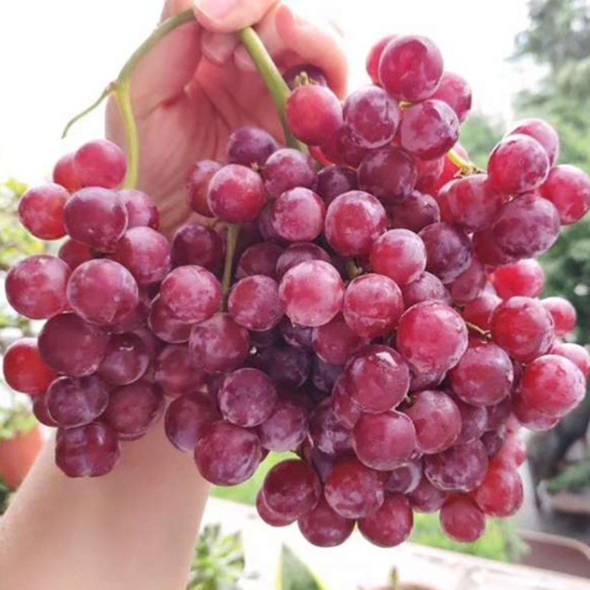 新疆吐鲁番火焰无核玻璃翠脆葡萄新鲜采摘提子奶茶专用无籽4斤装