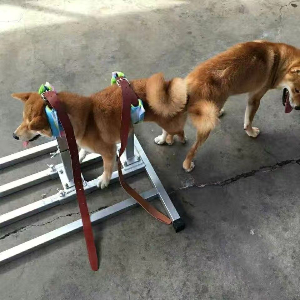 藏獒配种架大型犬可调节配狗架法斗适合各种大中型和法牛柯基巴哥