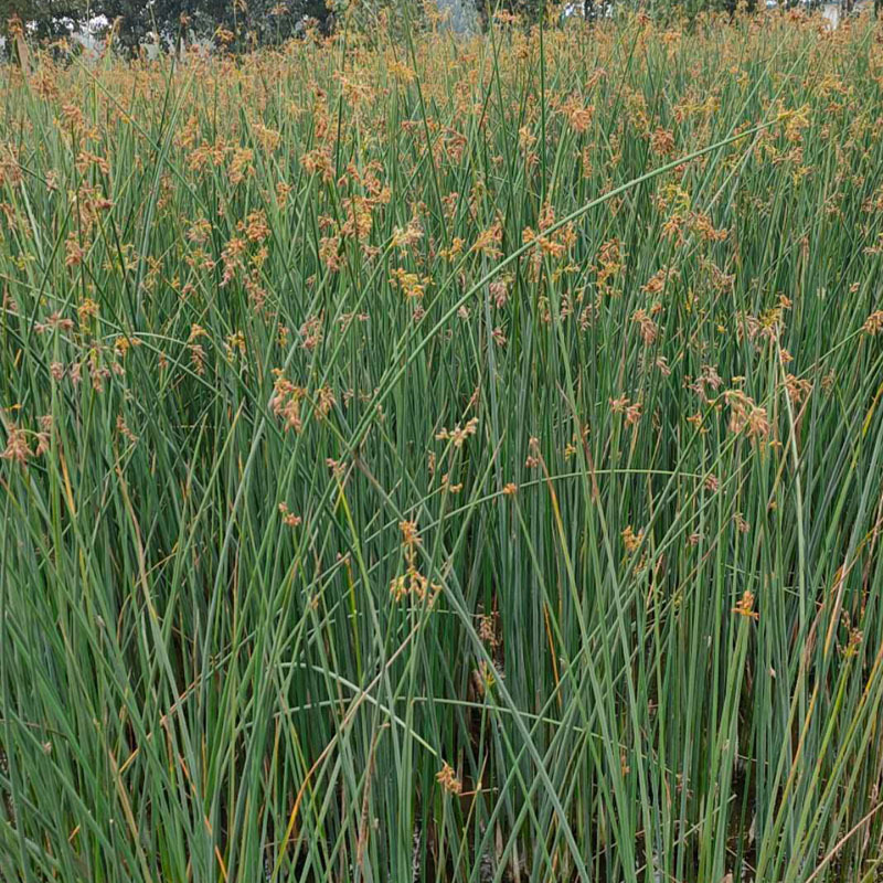 水生挺水花卉水葱植物苗葱蒲莞草冲天草湿地公园绿化净化水质