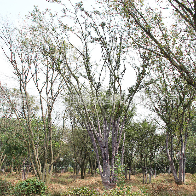 大叶朴树 园林种植落叶乔木公园绿地工程绿化树苗行道树丛生朴树