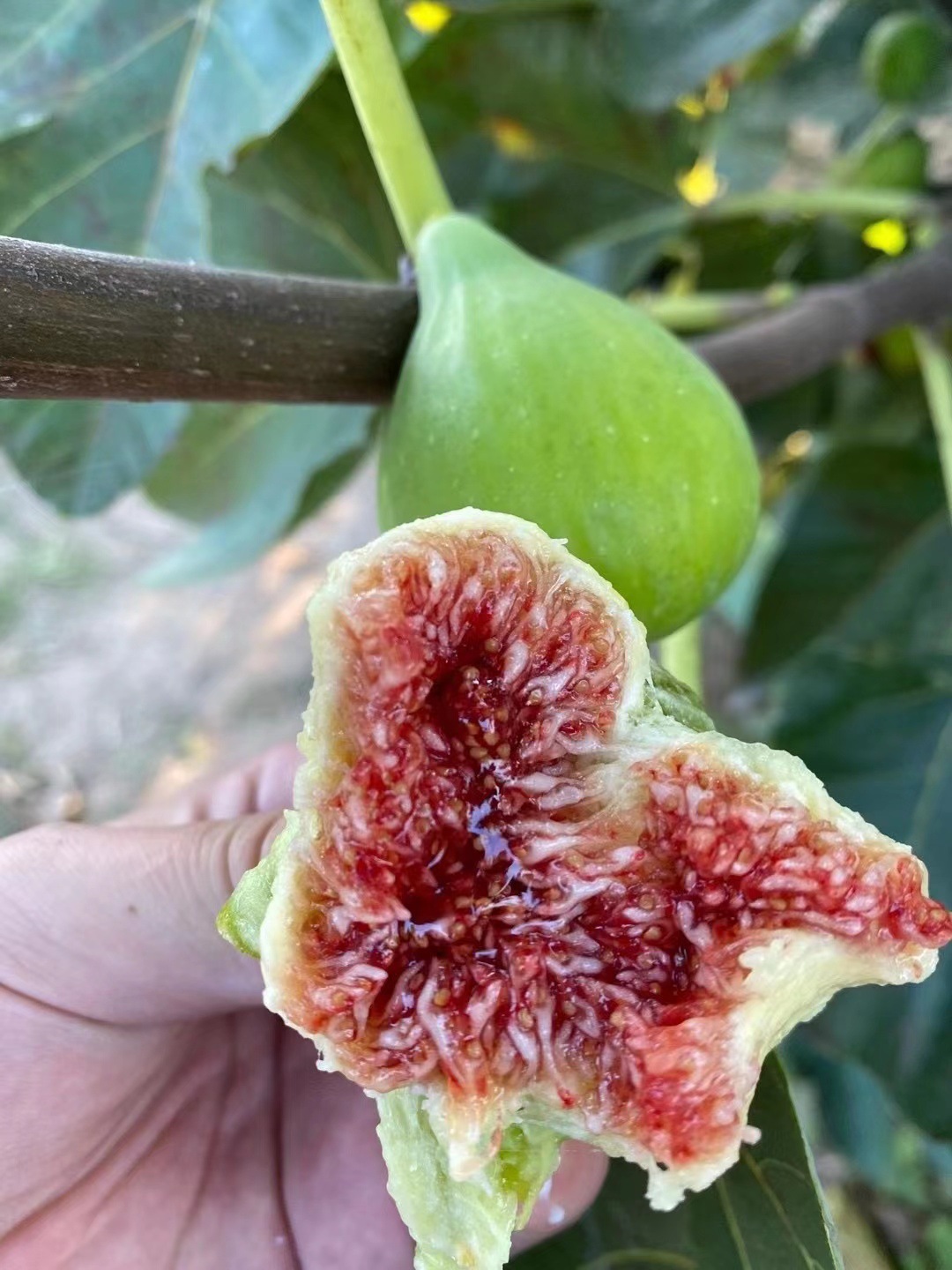 山东威海荣成青皮无花果新鲜现摘无花果现摘现发 一件代发 3斤装