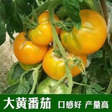 黄贵妃番茄种子东北黄色西红柿种籽大黄柿子籽种大果春季水果种籽