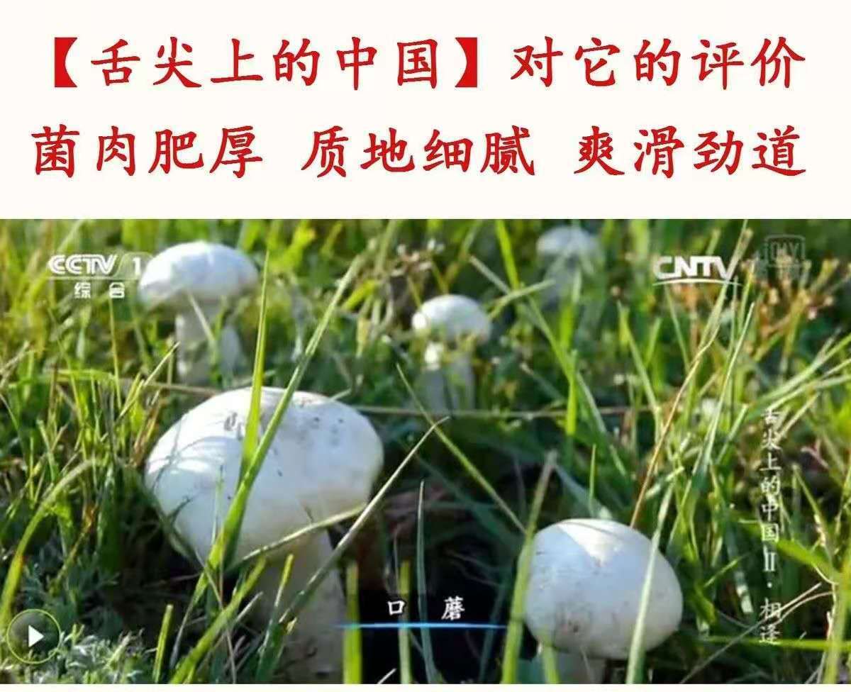 蘑菇干货口蘑张北草原野生双孢菇舌尖上的中国推荐批发白蘑菇干货