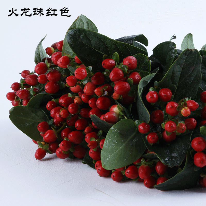 【火龙珠又名相思豆,红豆】昆明鲜切花基地直发居家装饰节日送礼