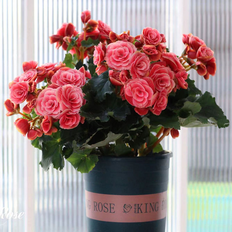 重瓣丽格海棠盆栽带花苞四季开花玫瑰海棠花室内阳台庭院绿植花卉