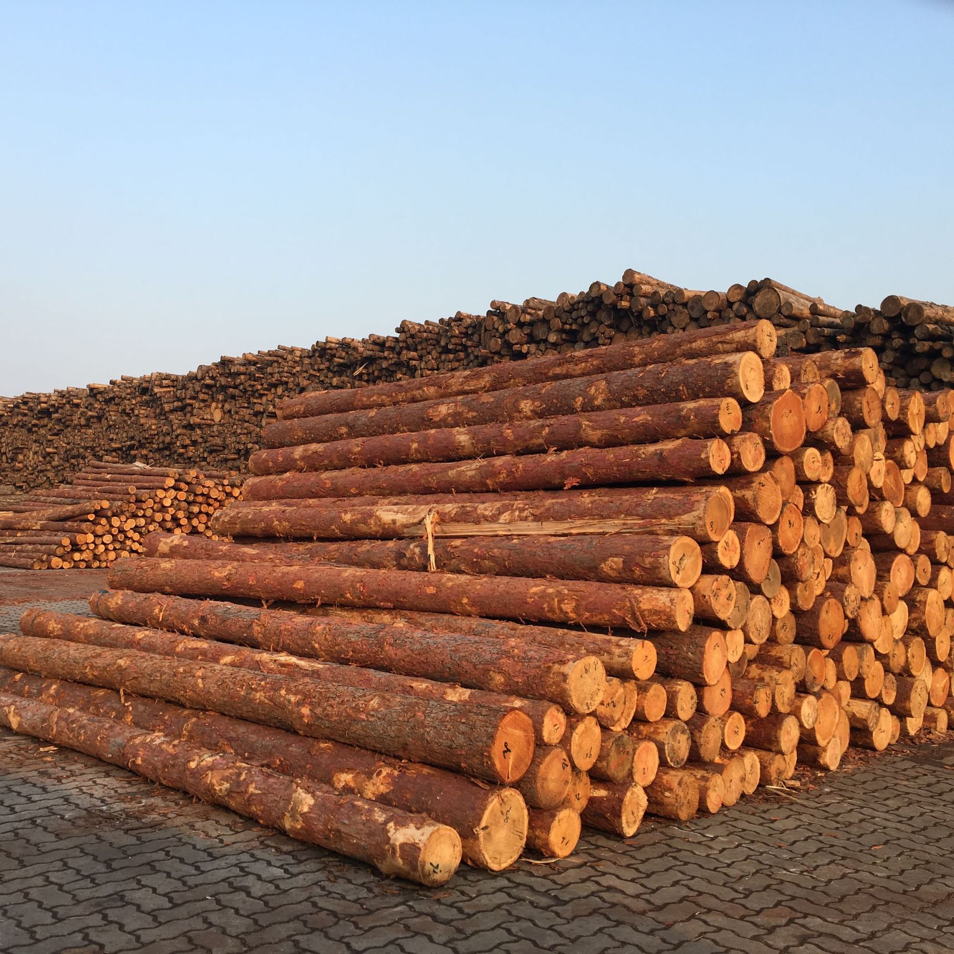 供应落叶松原木小杆工地河道防汛打桩木剥皮削尖防腐落叶松松木桩