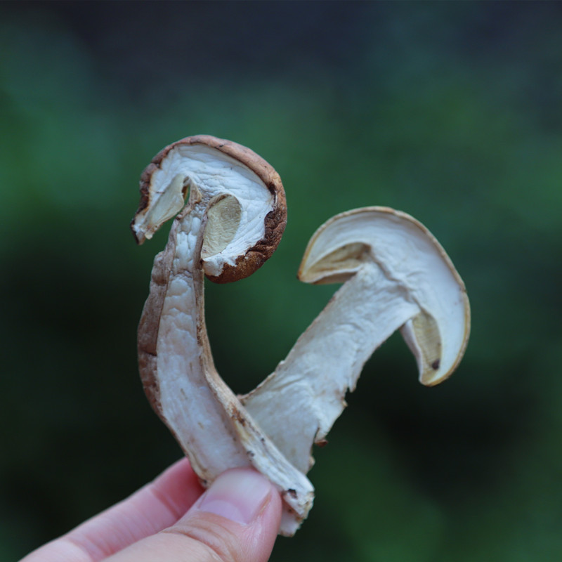 四川大巴山间蘑菇野生黄牛肝菌150g干货见手青大脚菇硫熏切片