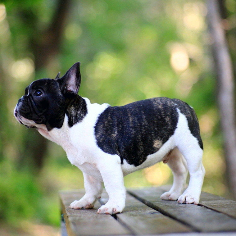 法国斗牛犬奶油色黑色法牛犬 蓝色黑白花法牛 可爱法斗犬家养宠物