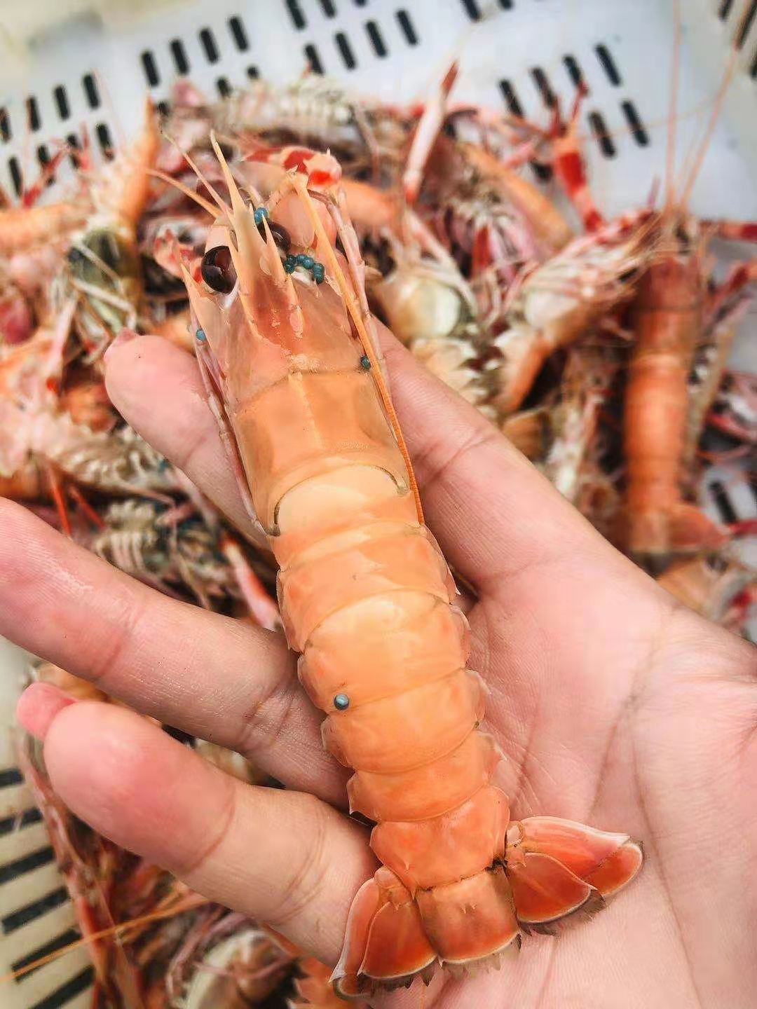 威海海龙虾鳌虾海鲜水产