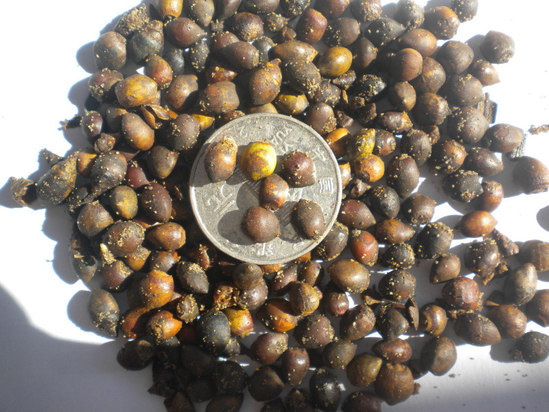 云南红豆杉种子林木种子当年新种冷库保存基地