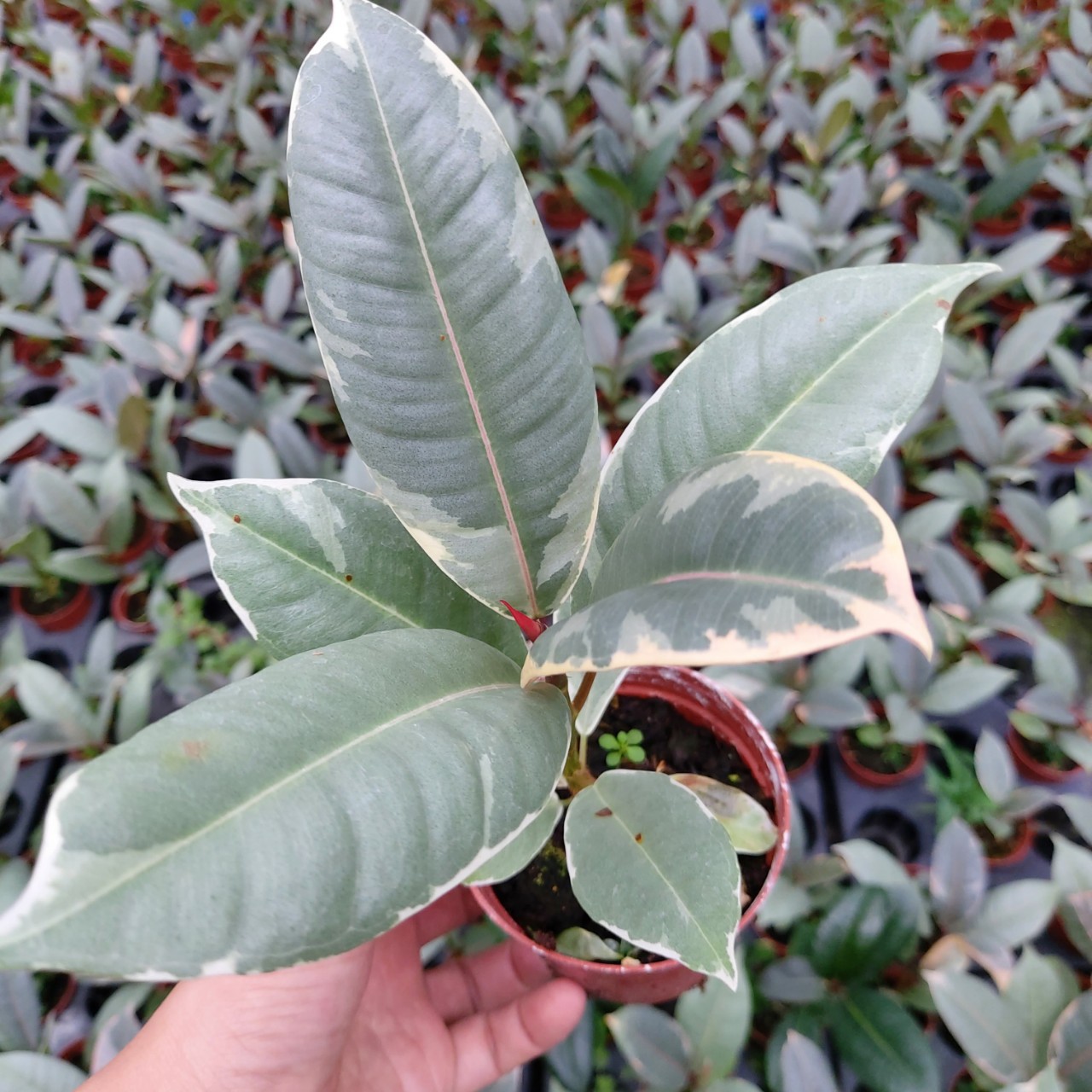 橡皮树红关公盆栽居家植物盆栽室内好养型 植物大盆花金刚