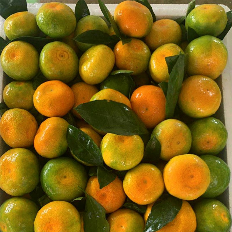 【爆汁蜜桔】湖北当季现摘宜昌蜜桔无籽蜜橘高山桔子酸甜多汁孕妇
