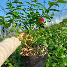 庭院地栽 室内盆栽果树苗 蓝莓苗 蓝莓树苗带土球包装 货源充裕