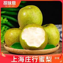 现摘上海庄行蜜梨10斤翠冠梨子新鲜当季水果孕妇大果雪梨青皮包邮