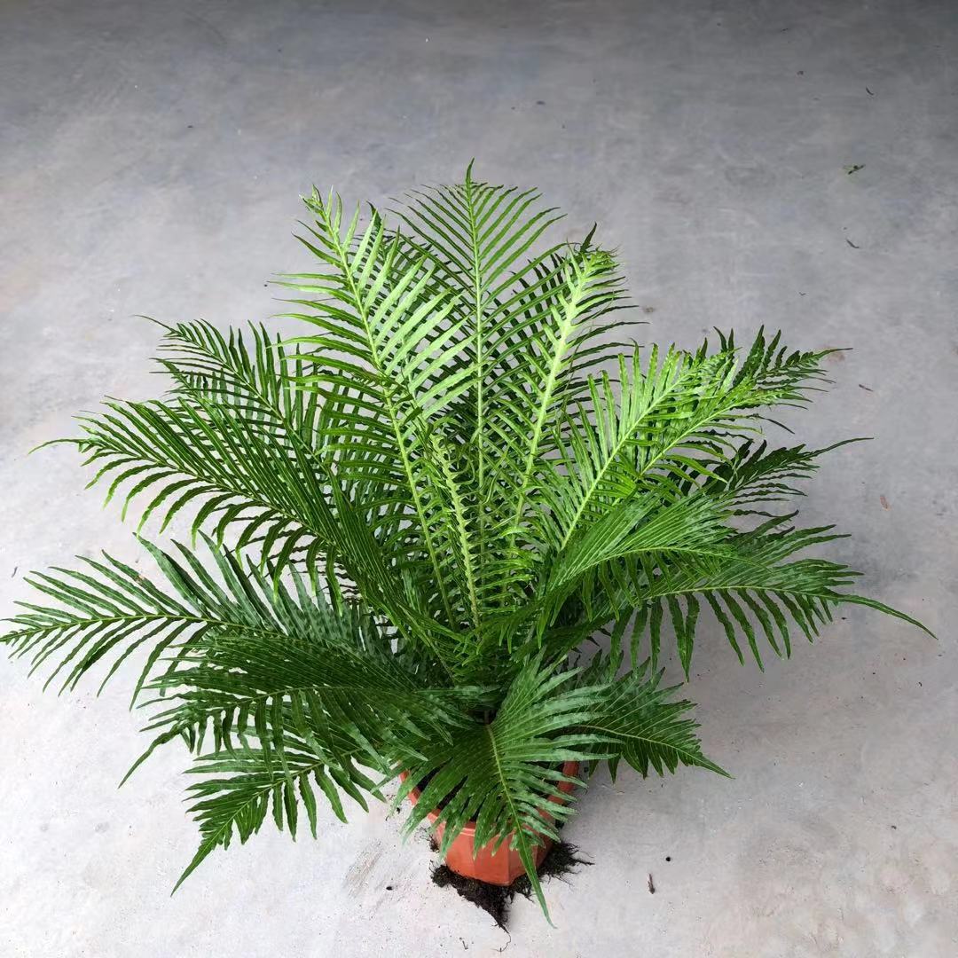 广州批发 观赏蕨类230#富贵蕨 霸王蕨 威武蕨 观叶雨林植物