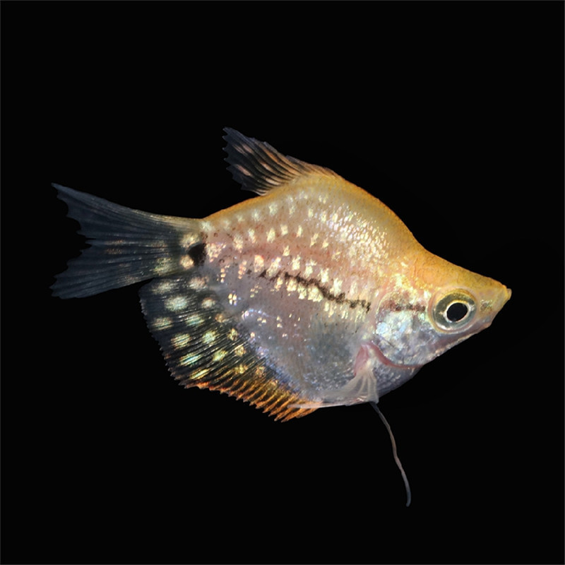 珍珠马甲球鱼活体 丝足好养的鱼水族宠物鱼 热带观赏鱼 包活-阿里巴巴