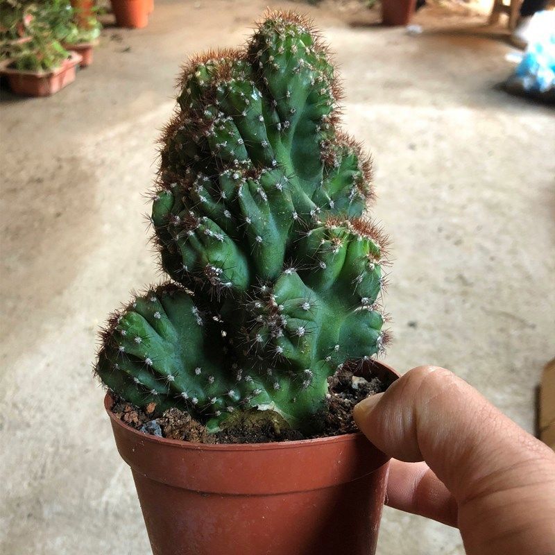 仙人山虎头罗汉山影拳仙人掌类沙生多肉植物虎头山影盆栽花卉