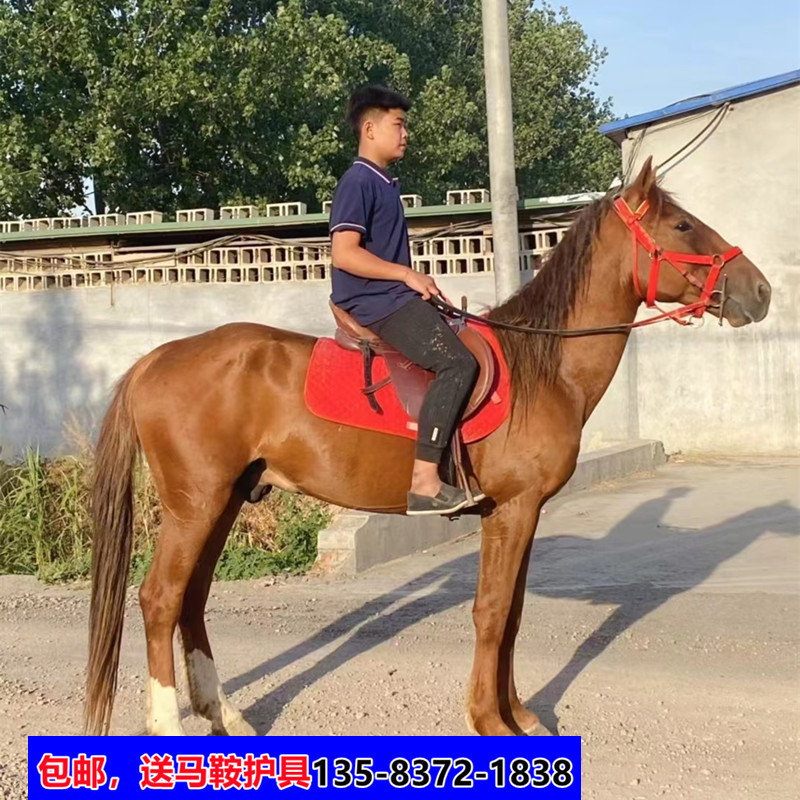 枣红色骑乘大马婚庆用马蒙古马马驹温血马国产改良马包邮送马鞍