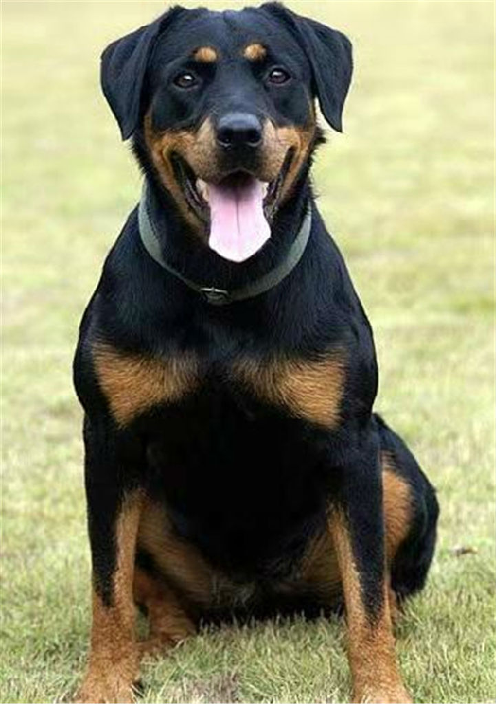 纯种罗威纳犬幼犬活体宠物狗家养德国护卫犬幼崽中型犬